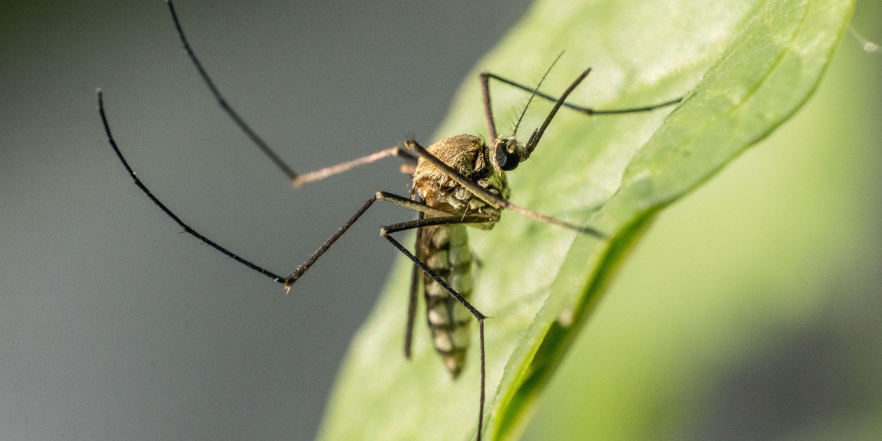 Mosquitoes' Daily Patterns: Best Times to Avoid Them